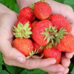 1 polévková lžíce na 10 litrů vody - a sklizeň jahod láme rekordy: Bobule rostou až do srpna - agronom