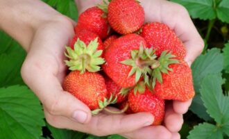 1 polévková lžíce na 10 litrů vody - a sklizeň jahod láme rekordy: Bobule rostou až do srpna - agronom