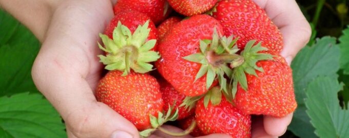 1 polévková lžíce na 10 litrů vody - a sklizeň jahod láme rekordy: Bobule rostou až do srpna - agronom
