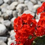 1 таблетка на литр - и любая герань цветёт как бешеная: мощная бутонизация обеспечена