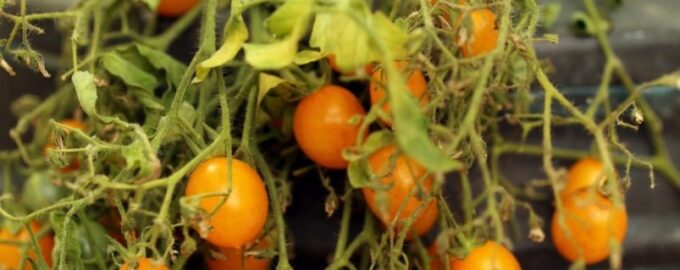 2 lžičky a litr vody - a listy rajčat jsou opět zelenější než zelené: chloróza ustoupila.