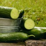Okurky jednou za 7 dní - nutnost: Přírodní krmivo pro růst - agronomka Radziewska