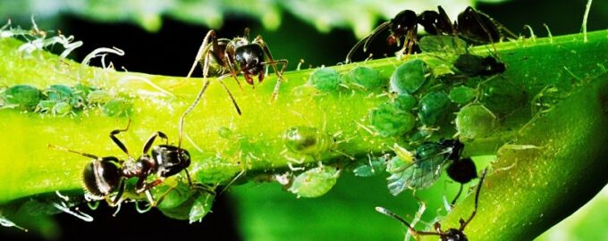 Dachniki, 2 květináče pod jabloní - a už na ní nejsou žádní mravenci: Mšice také úplně vymřely