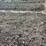Дачники, еще не поздно посадить 8 овощей в начале июня: урожай соберете до осени