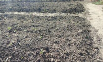 Дачники, еще не поздно посадить 8 овощей в начале июня: урожай соберете до осени