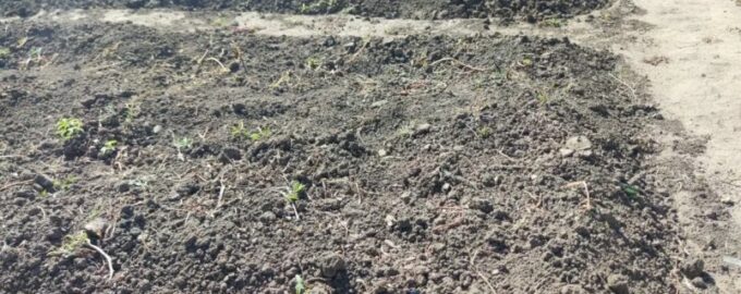 Дачники, еще не поздно посадить 8 овощей в начале июня: урожай соберете до осени