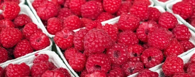Dachniki, tento elixír růstu malin je nutností: Dal na konci června - shromážděné až 9 kg z keře.