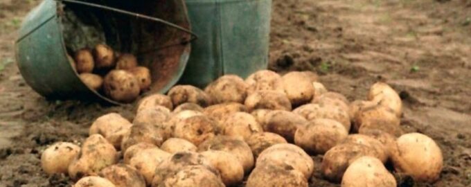 Дачники, запишите: всего 1 дедовская подкормка картошки, и с куста будет ведро