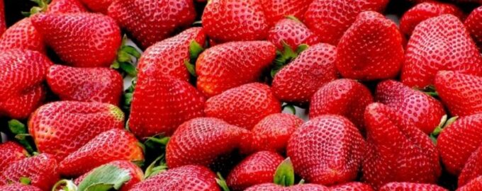 Dopřejte si jahody v době, kdy kvetou: později vás výroba marmelády a rozdávání bobulí omrzí.