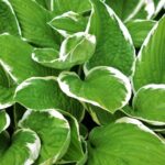 Hosta na konci června je nutností: 1 konev pod kořenem - a rostlina je nejkrásnější v zahradě.