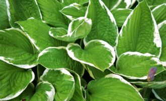 Hosta na konci června je nutností: 1 konev pod kořenem - a rostlina je nejkrásnější v zahradě.