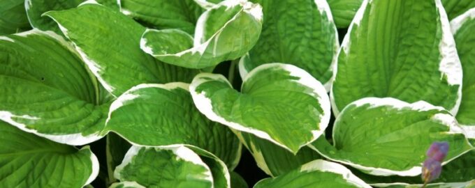 Hosta na konci června je nutností: 1 konev pod kořenem - a rostlina je nejkrásnější v zahradě.