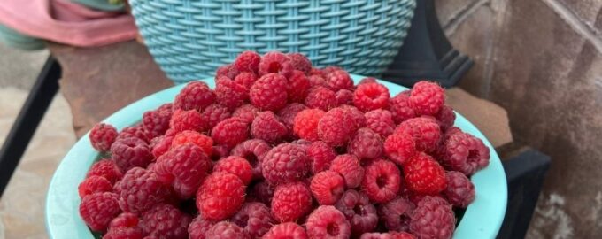 I líné maliny si dají z keře kbelík: nejlepší hnojivo v době květu.