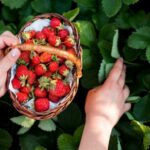 Jak pěstovat velké a sladké jahody - superkrmení slabých keřů