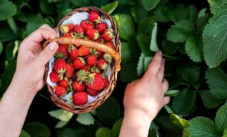 Jak pěstovat velké a sladké jahody - superkrmení slabých keřů