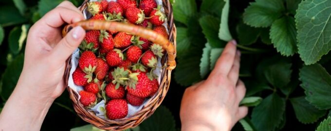 Jak pěstovat velké a sladké jahody - superkrmení slabých keřů