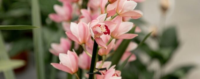 Králové květinových záhonů: Tajemství bohatě kvetoucích gladiol - budou vás těšit celé léto