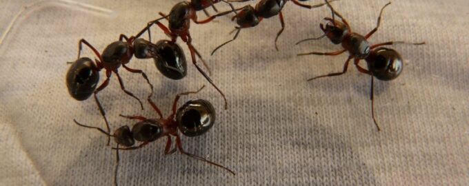 Mravenci a komáři se přes ně nedostanou: 3 lžíce a 2 listy - a už nejsou v domě.