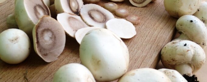 Отличный вариант для пикника: Вкуснейшие шампиньоны с начинкой на мангале