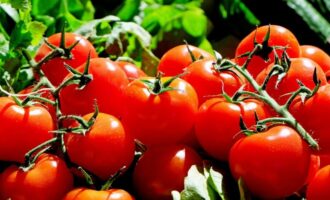 Rajčata potřebují v červnu jód: stačí 1 kapka pro skvělou úrodu a proti Phytophthora.