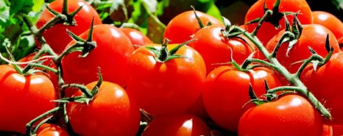 Rajčata potřebují v červnu jód: stačí 1 kapka pro skvělou úrodu a proti Phytophthora.
