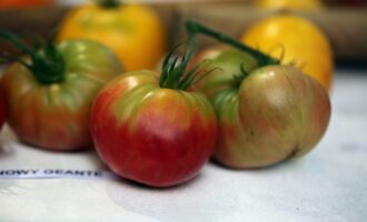Toto je nejlepší lék na Phytophthoru: Rajčata jsou plochá, hladká, bez jediné skvrny.
