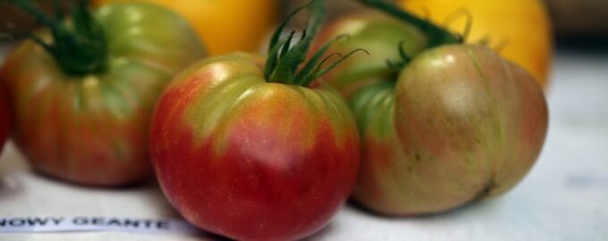 Toto je nejlepší lék na Phytophthoru: Rajčata jsou plochá, hladká, bez jediné skvrny.