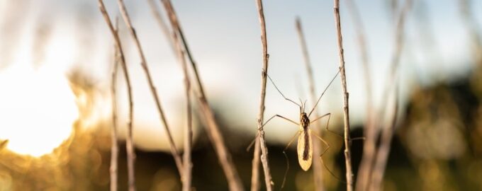 V mžiku utečou: Příprava léku proti komárům a mouchám vlastníma rukama - funguje lépe než ten kupovaný v obchodě