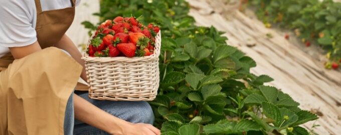 Ягоды будут размером с кулак: Как увеличить урожай клубники в несколько раз