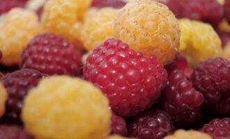 Zahrádkáři, tato žlutá malina je nejchutnější a nejvýnosnější: až 2,5 kg z 1 keře.