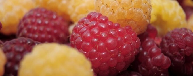 Zahrádkáři, tato žlutá malina je nejchutnější a nejvýnosnější: až 2,5 kg z 1 keře.