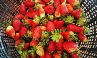 Deště nebyly zbytečné, jahody hnijí: 2 jednoduché kroky k záchraně úrody