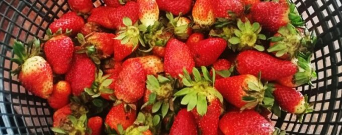 Deště nebyly zbytečné, jahody hnijí: 2 jednoduché kroky k záchraně úrody