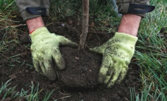 Exotika na chalupě: neobvyklé rostliny, které překvapí sousedy
