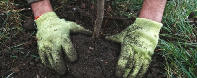 Letní podvody: co hrozí pěstitelům na trzích a na internetu