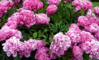 Pivoňky po odkvětu 2 horti - všemi prostředky: Pro novou sezónu nasadí květní pupeny.