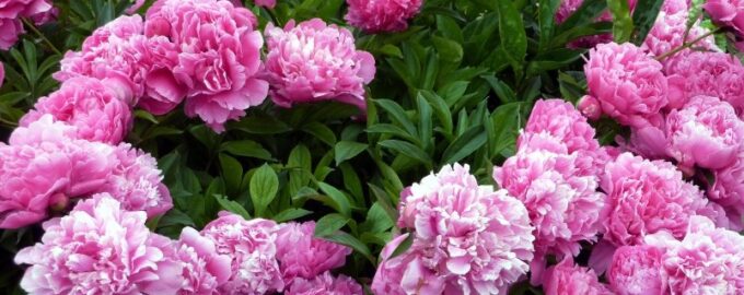 Pivoňky po odkvětu 2 horti - všemi prostředky: Pro novou sezónu nasadí květní pupeny.