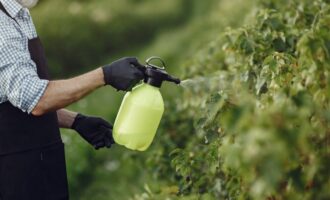 Účinná kontrola: Stačí 5 litrů pod keř - a chloróza bude odstraněna.