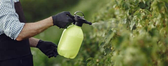 Účinná kontrola: Stačí 5 litrů pod keř - a chloróza bude odstraněna.