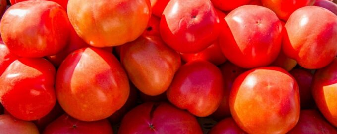Záhon s rajčaty pod palbou: jak zachránit rajčata před letním krupobitím